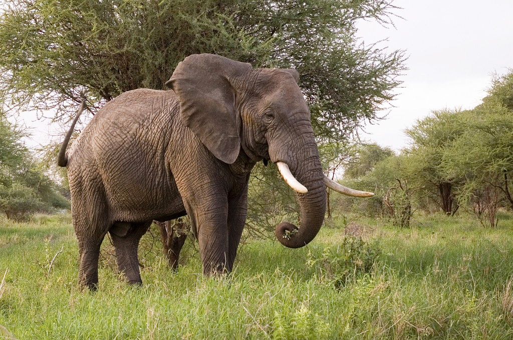 Tarangira Elefant02.jpg - African Elephant (Loxodonta africana), Tanzania March 2006